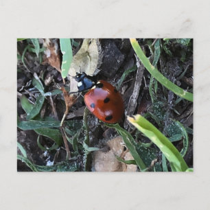 Postal Lady Bug