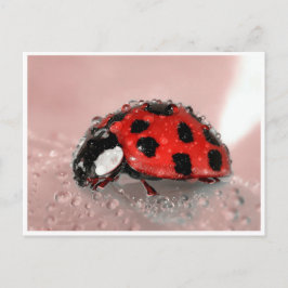 Postal Lady Bug