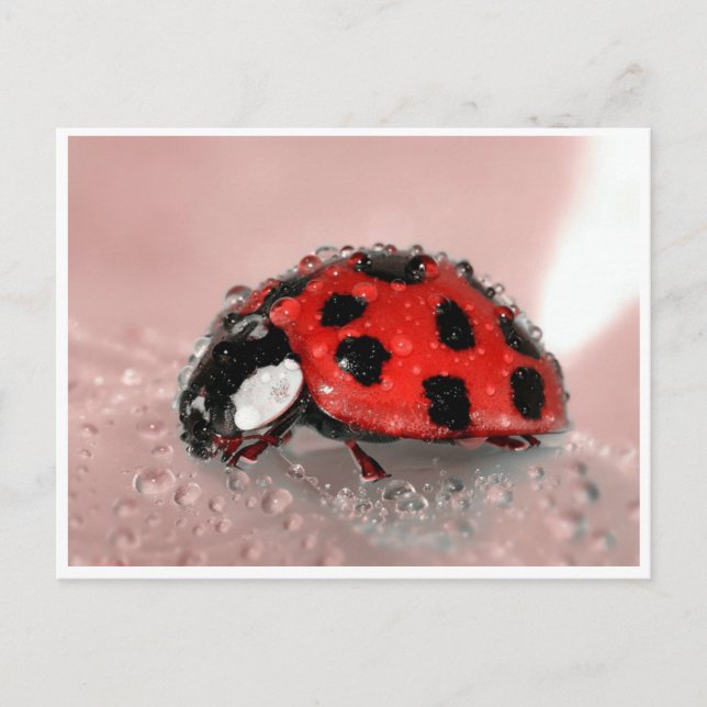Postal Lady Bug (Anverso)