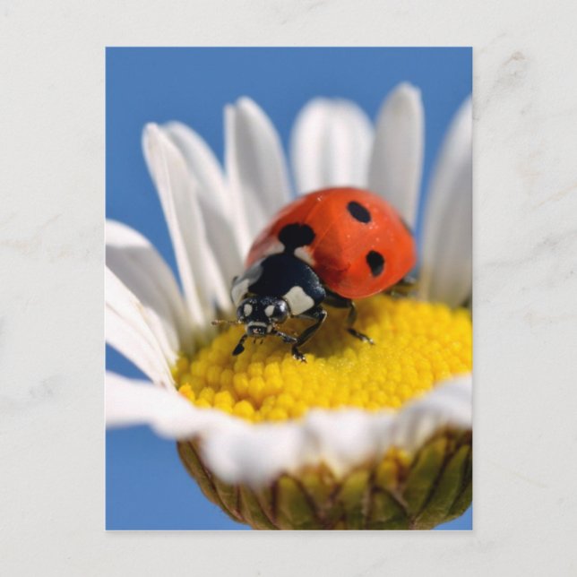 Postal Lady bug en daisy (Anverso)