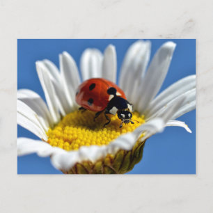 Postal Lady bug en daisy