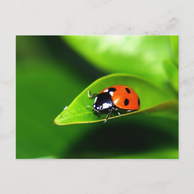 Postal Lady Bug En Una Hoja (Anverso)