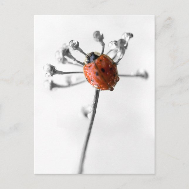 Postal Lady Bug sobre la flor de Dill con Dew (Anverso)