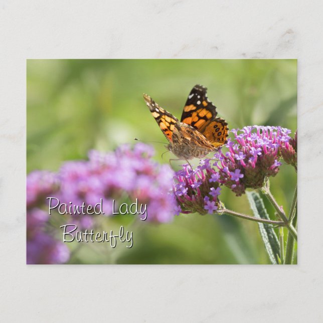 Postal Lady Butterfly pintada (Anverso)