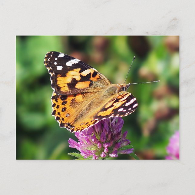 Postal Lady Butterfly pintada (Anverso)