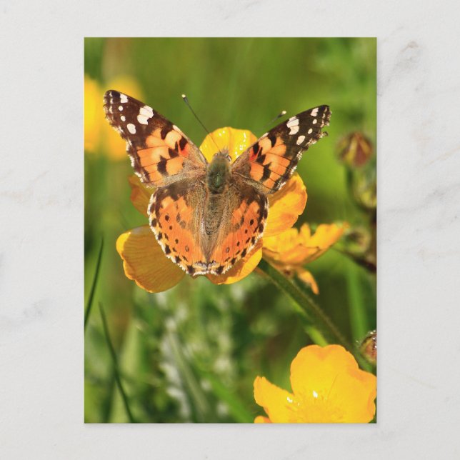 Postal Lady Butterfly pintada (Anverso)