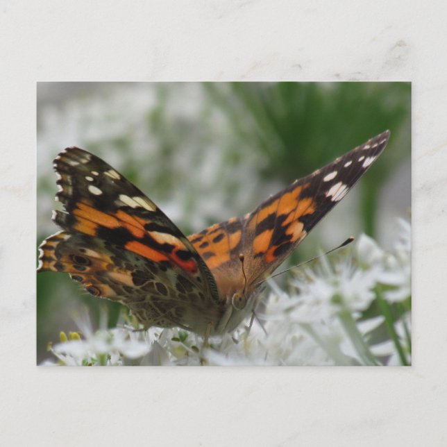 Postal Lady Butterfly pintada (Anverso)
