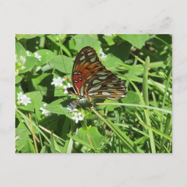 Postal Lady Butterfly pintada (Anverso)