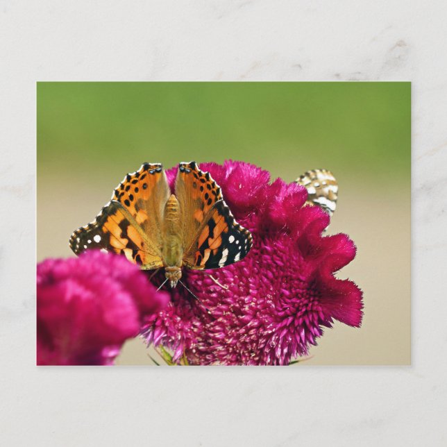 Postal Lady Butterfly pintada (Anverso)