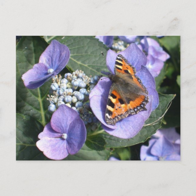 Postal Lady Butterfly pintada 1 (Anverso)