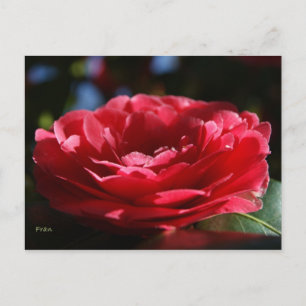 Postal Lady Camellia