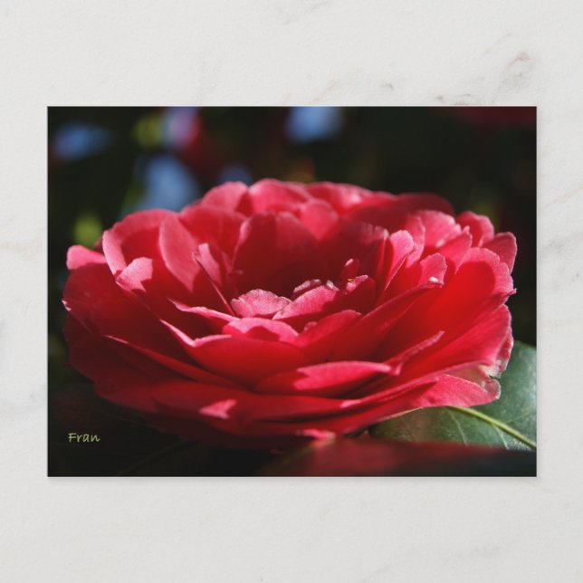 Postal Lady Camellia (Anverso)