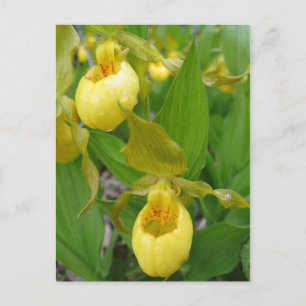 Postal Lady Slipper