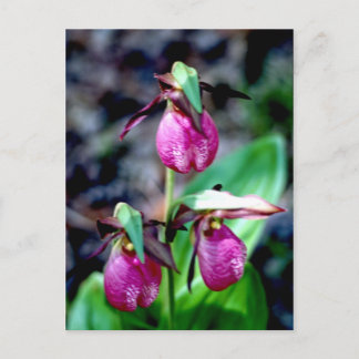 Postal Lady Slipper I, luz verde rosada en el jardín