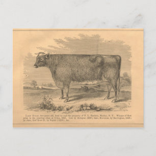 Postal Lady Susan, primera vaca del premio en Utica, 1863