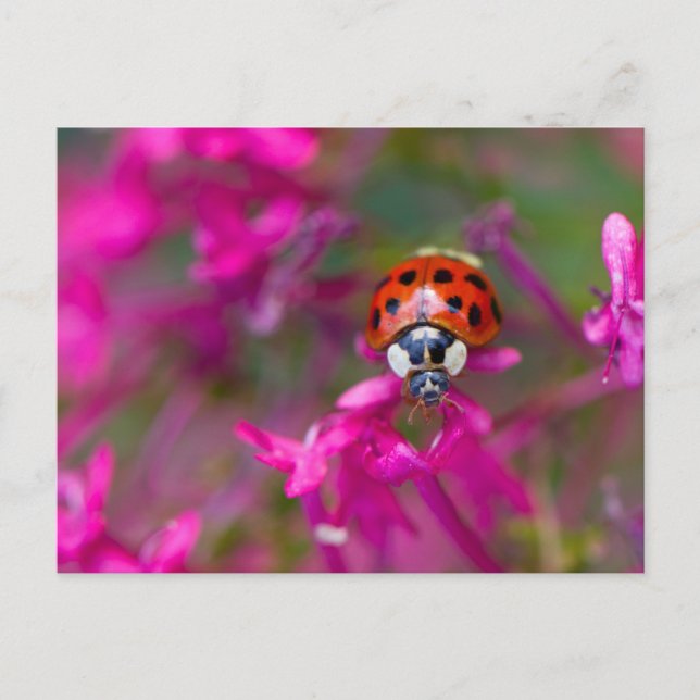 Postal Ladybird negro rojo con flores rosadas (Anverso)