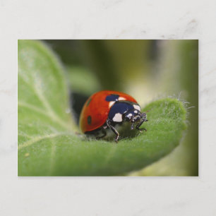 Postal Ladybug