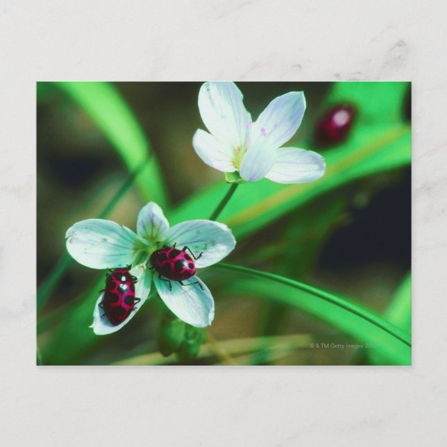 Postal Ladybug (Anverso)