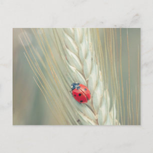 Postal Ladybug