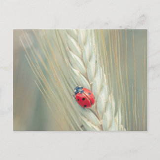 Postal Ladybug