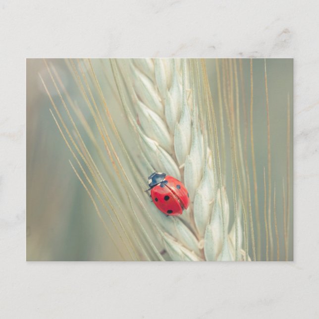 Postal Ladybug (Anverso)