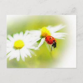 Postal Ladybug