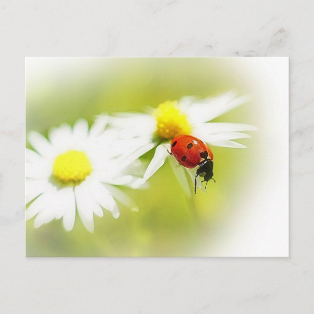 Postal Ladybug (Anverso)
