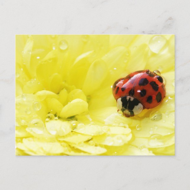 Postal Ladybug (Anverso)