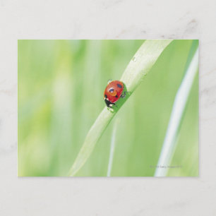 Postal Ladybug
