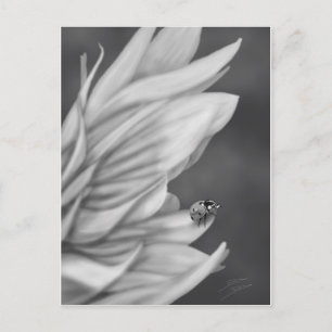 Postal Ladybug
