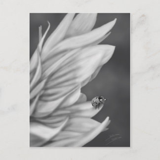 Postal Ladybug