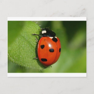 Postal Ladybug