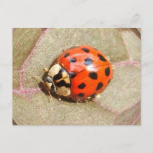 Postal Ladybug 226 ~ postcard