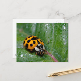 Postal Ladybug amarillo de 18 puntos en hojas pegajosas