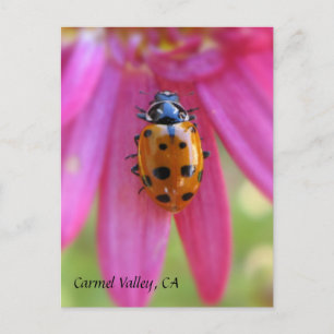 Postal Ladybug Carmel Valley, CA Postcard