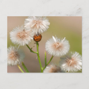 Postal Ladybug en Asters secos