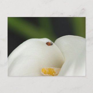 Postal Ladybug en Calla Lily Postcard