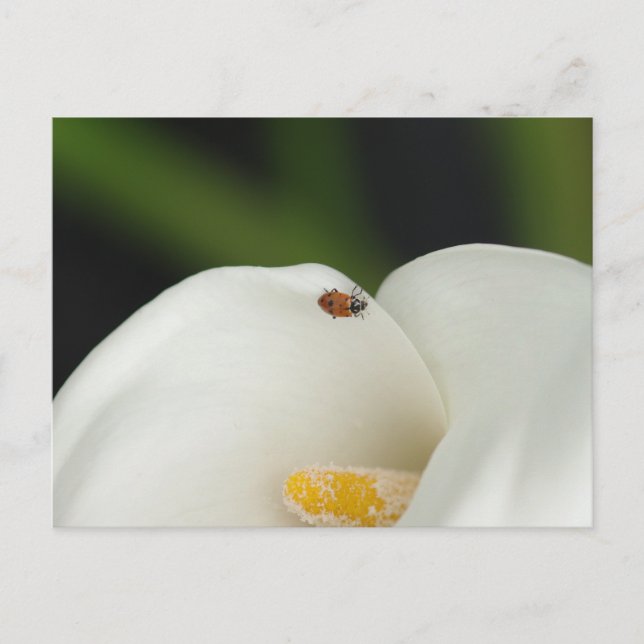 Postal Ladybug en Calla Lily Postcard (Anverso)