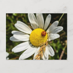 Postal Ladybug en Daisy