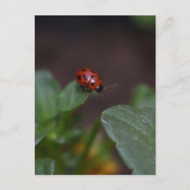 Postal Ladybug en Flores (Anverso)