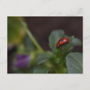 Postal Ladybug en Flores