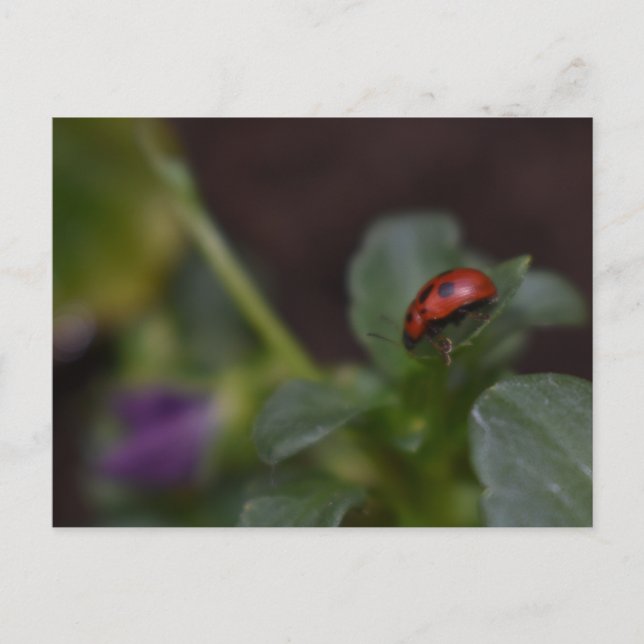 Postal Ladybug en Flores (Anverso)