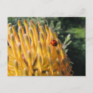 Postal Ladybug en Pincusion Protea