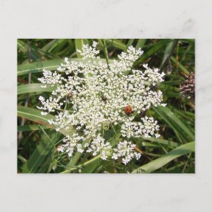 Postal Ladybug en Yarrow