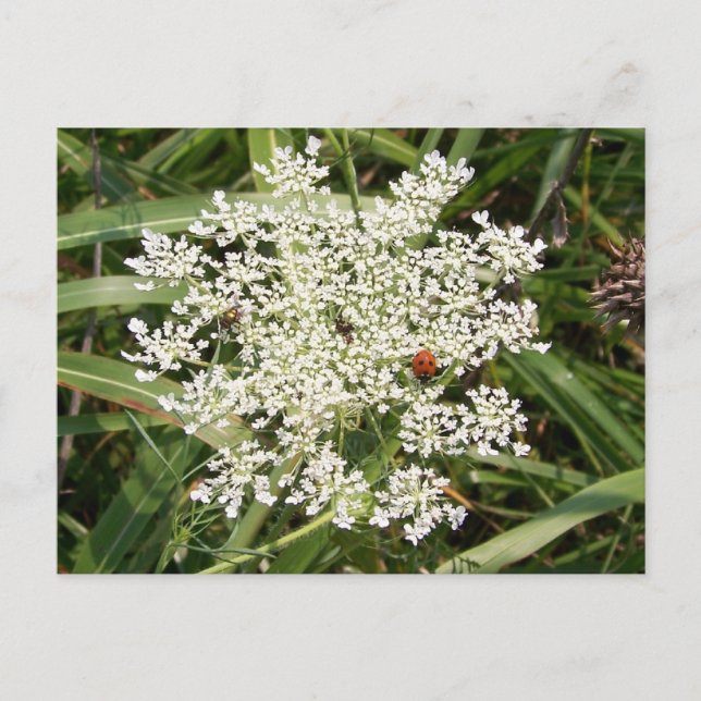 Postal Ladybug en Yarrow (Anverso)