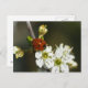 Postal Ladybug - Postcard De Ladybird - Ladybug En Hawtho (Anverso / Reverso)