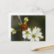 Postal Ladybug - Postcard De Ladybird - Ladybug En Hawtho (Anverso/Reverso In Situ)