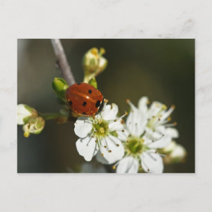 Postal Ladybug - Postcard De Ladybird - Ladybug En Hawtho