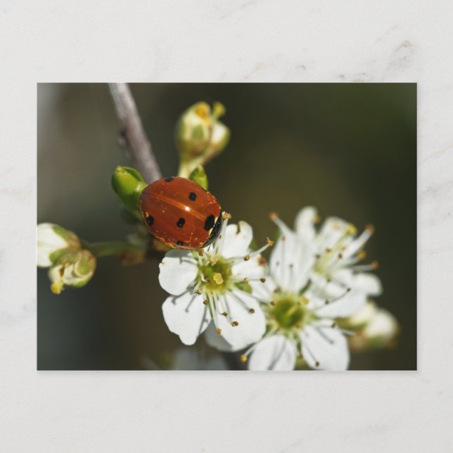 Postal Ladybug - Postcard De Ladybird - Ladybug En Hawtho (Anverso)