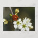 Postal Ladybug - Postcard De Ladybird - Ladybug En Hawtho (Anverso)